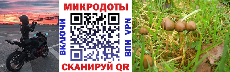 Галлюциногенные грибы Psilocybe Верхнеуральск